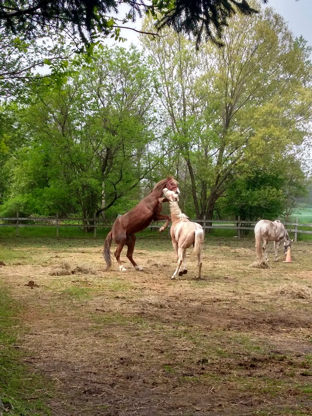 front pasture