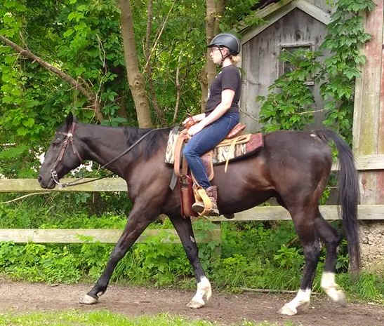 Rider on a lesson horse riding western